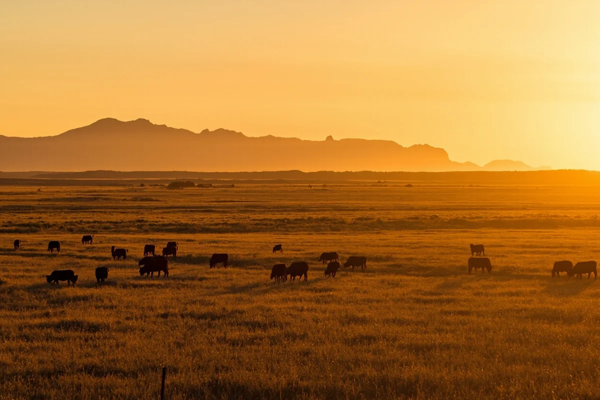 Golden hour over eastern Montana grasslands with cattle grazing and distant buttes