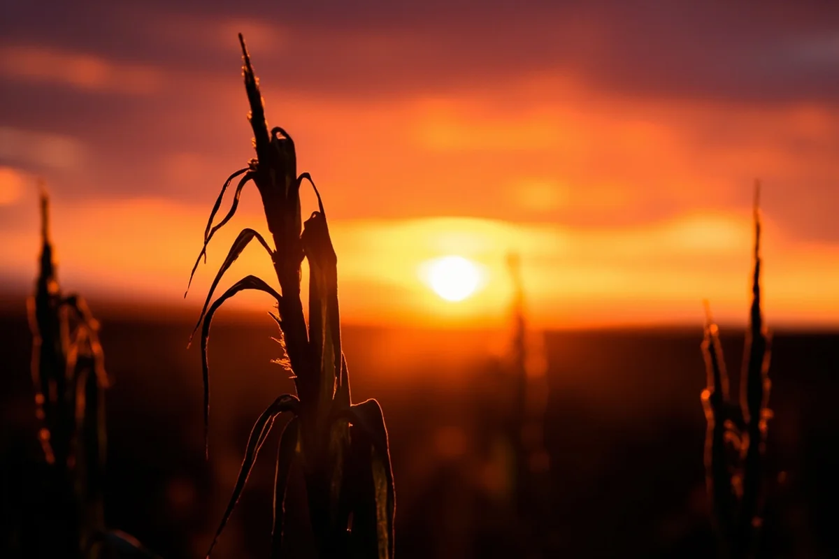 Golden hour photography shot showing corn stalks silhouetted against a colorful Montana sunset sky