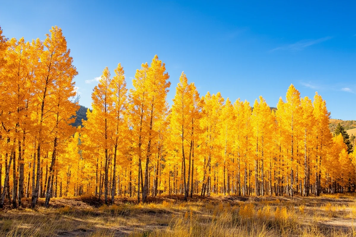 Golden larch trees with clear blue sky during fall in Montana's Swan Valley