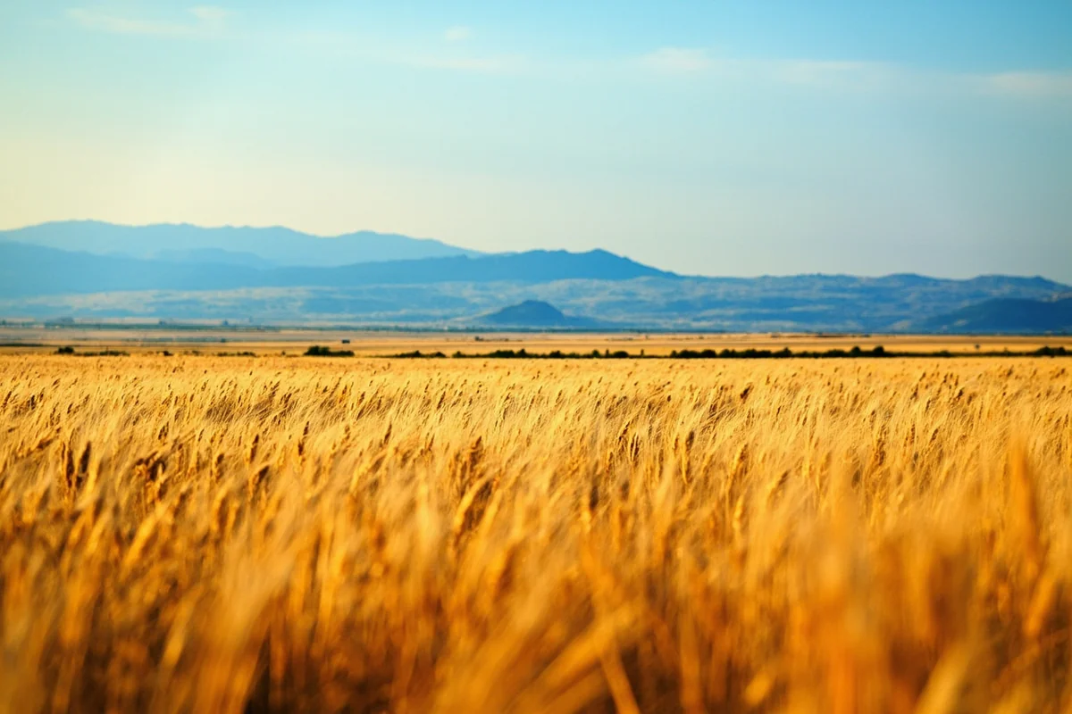 Golden wheat fields stretching to distant mountains in central Montana