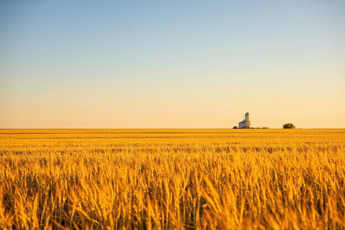 Golden wheat fields stretching to the horizon near Chester, Montana with grain elevator in distance