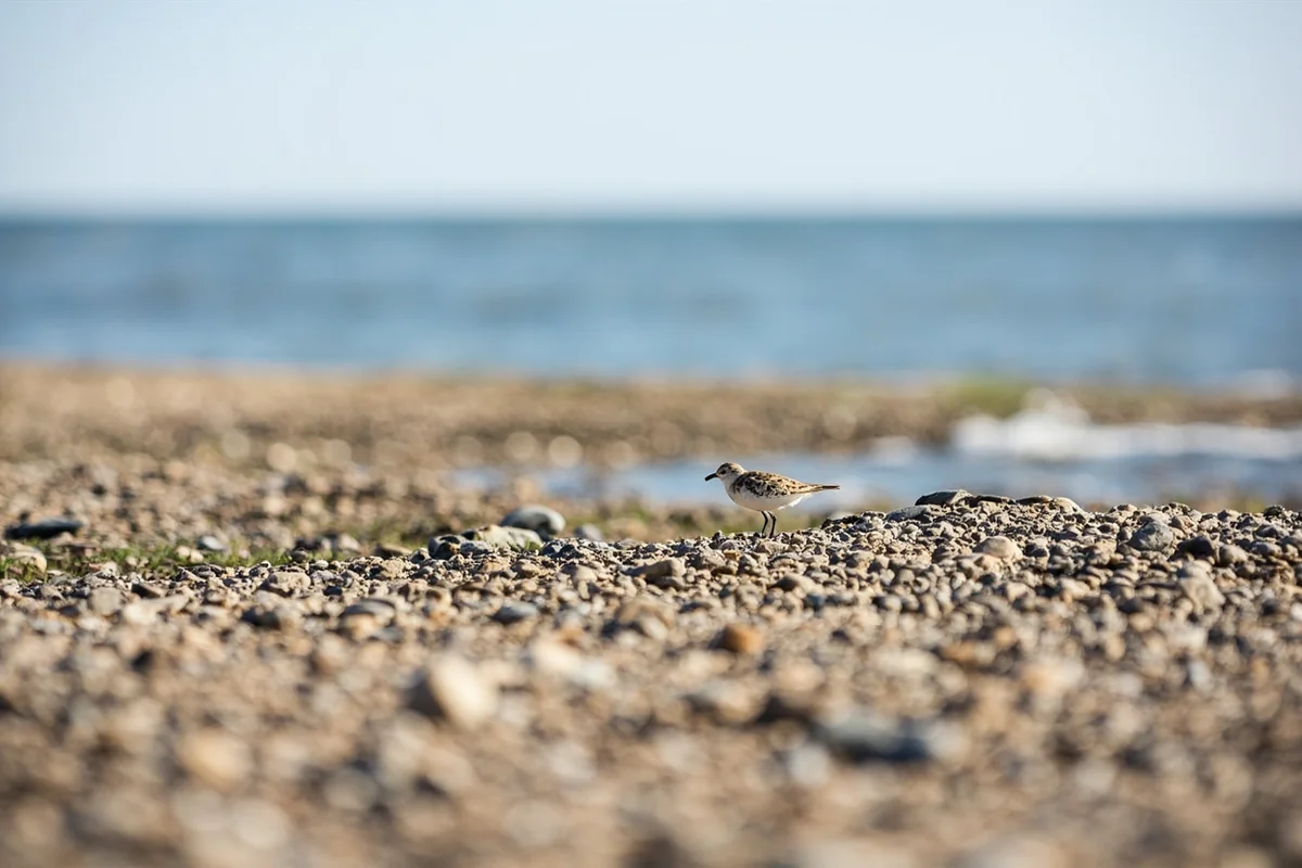 Gravelly shoreline habitat at Montana prairie lake, piping plover nesting area