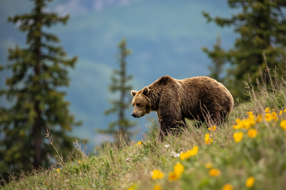 Grizzly bear foraging on a hillside in Glacier National Park, photographed from appropriate distance