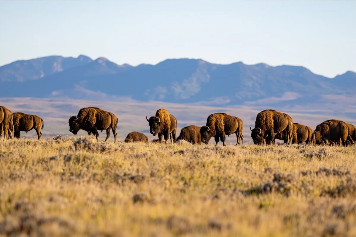 Herd of bison grazing on rolling grassland with Mission Mountains in background