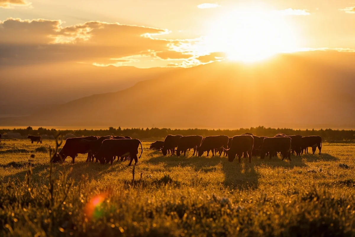 Herd of cattle grazing on Montana grassland with golden evening light and mountain backdrop