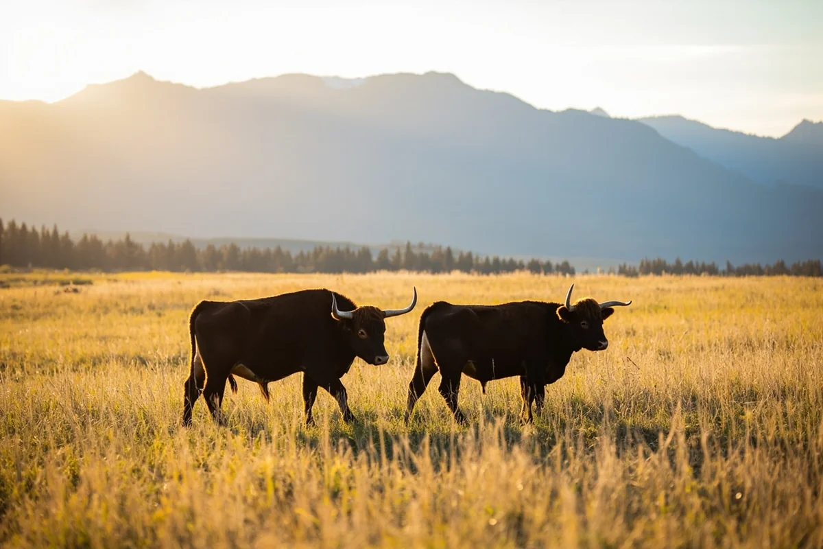 Highland cattle grazing on Montana grassland with mountains in background