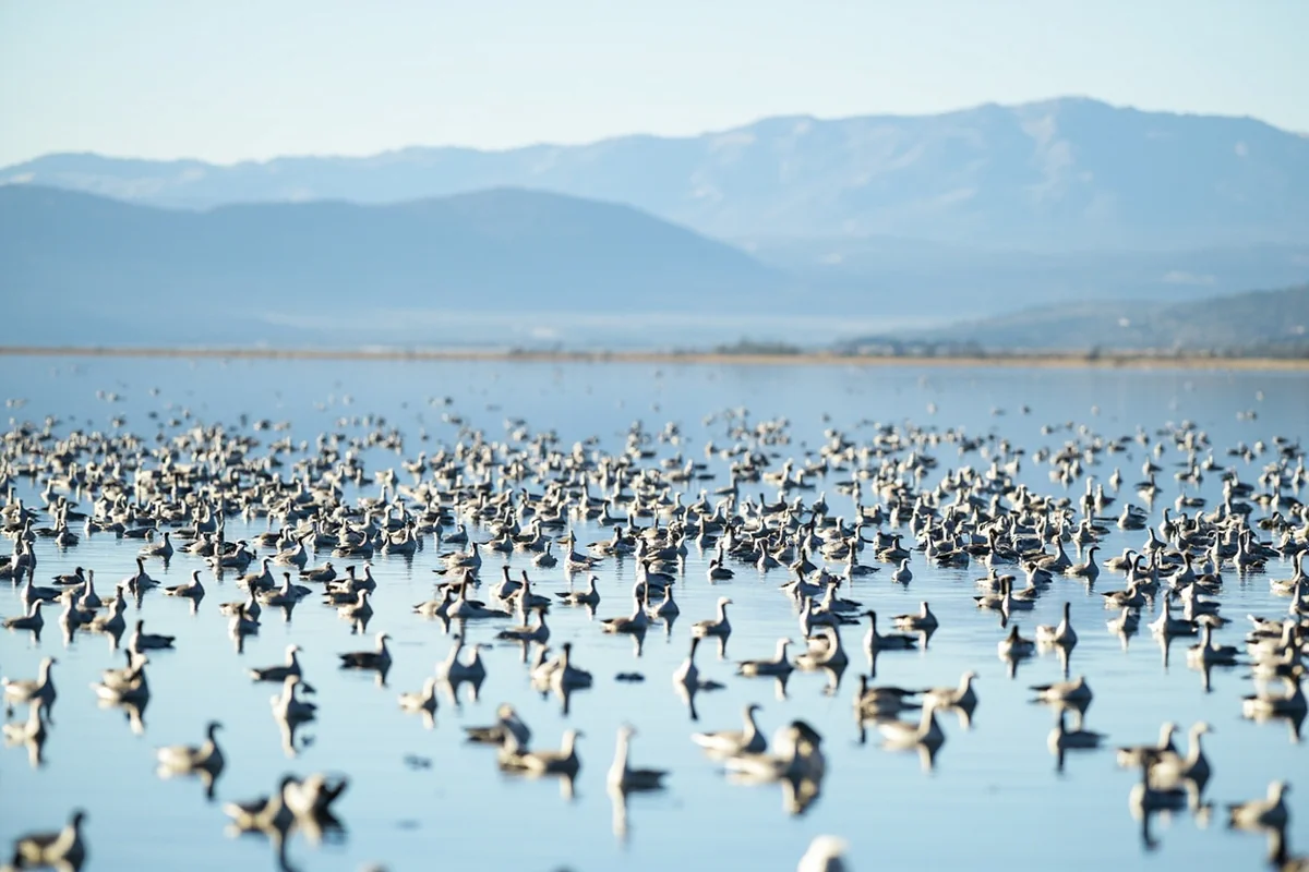 Hundreds of waterfowl on Benton Lake with mountains visible in the distant background