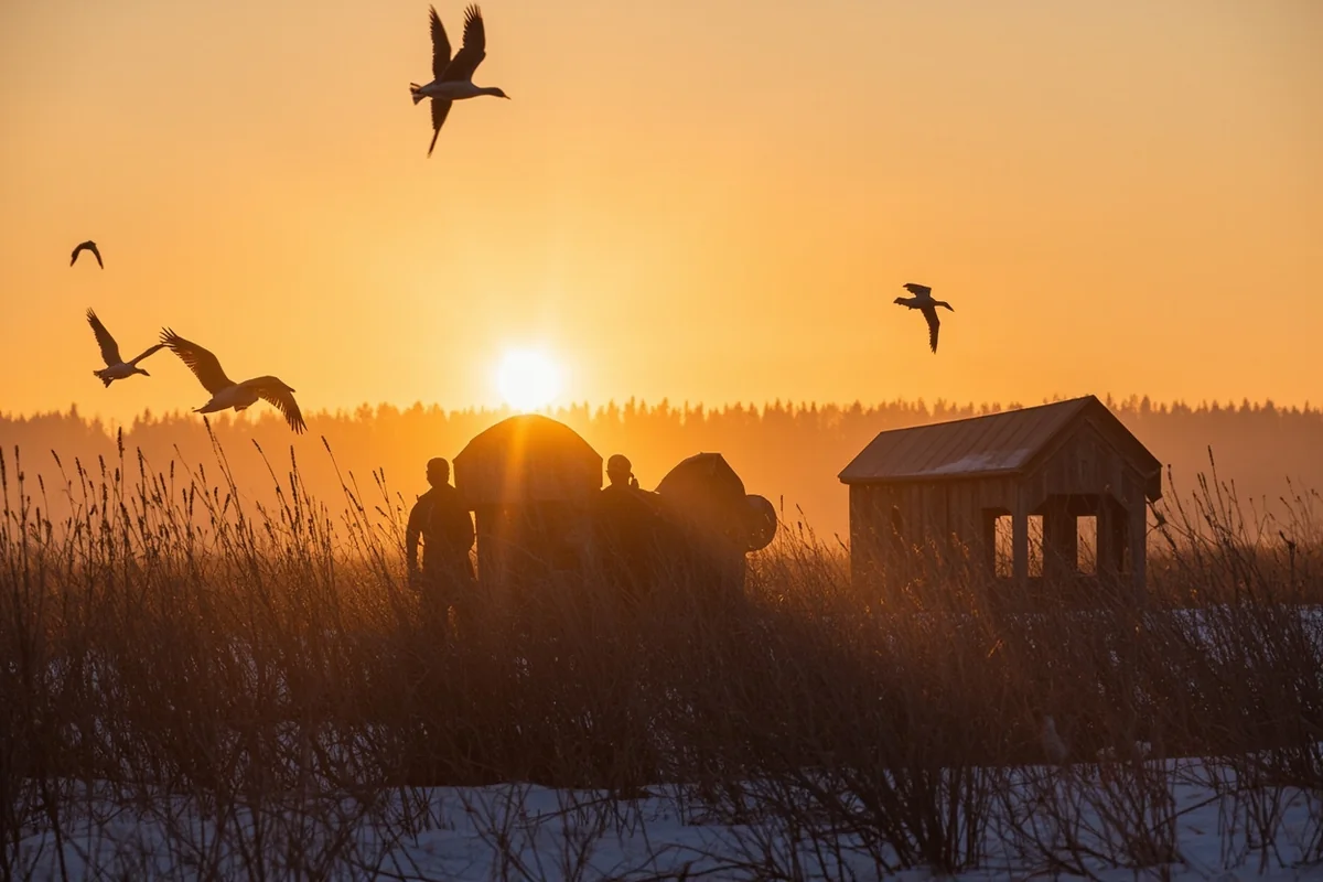 Hunters in layout blinds at sunrise with snow geese overhead at Freezeout Lake