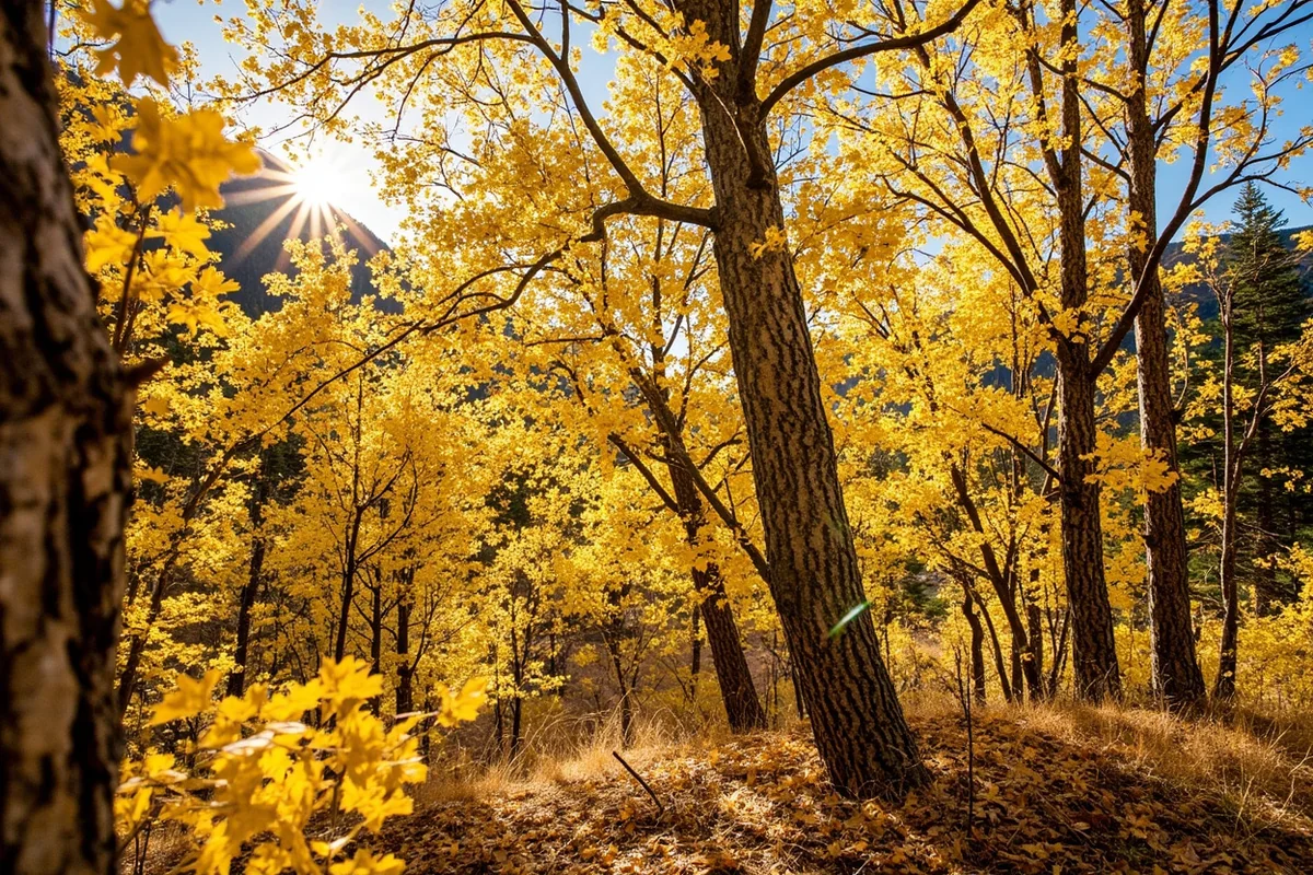 Larch trees in golden fall colors near Glacier National Park