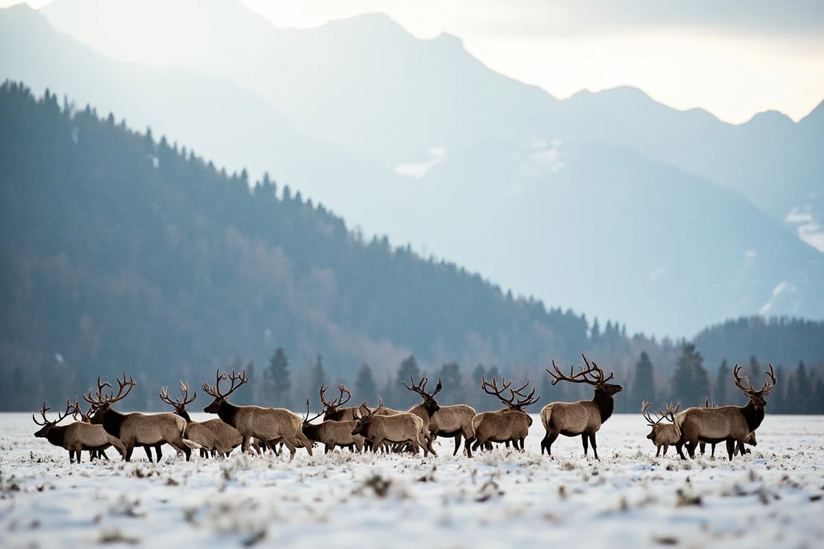 Large elk herd in snowy valley with mountains in background