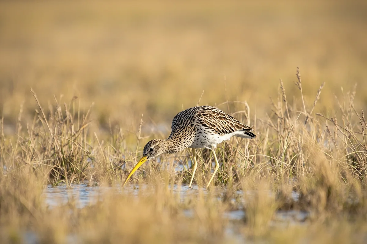 Long-billed curlew foraging in native prairie grass at Black Coulee