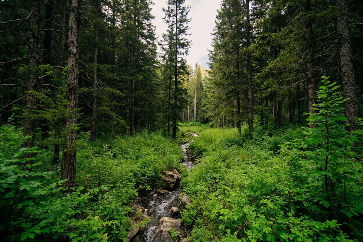 Lush cedar and hemlock forest along the Rattlesnake Wilderness Trail near Missoula