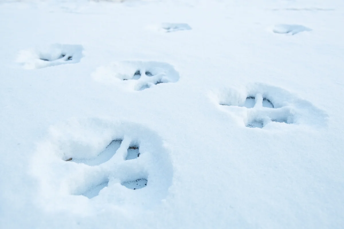 Lynx tracks in fresh snow showing characteristic large, round paw prints