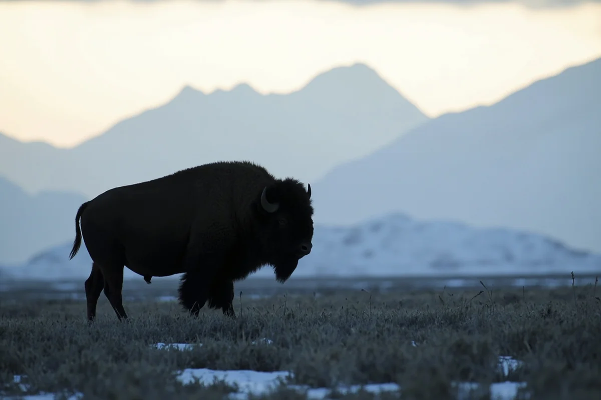 Massive bull bison silhouetted against snowy Montana mountain backdrop near Gardiner