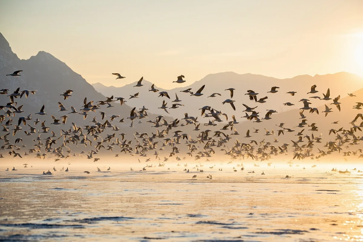 Massive flock of snow geese lifting off from Freezout Lake at sunrise with Rocky Mountain front in background