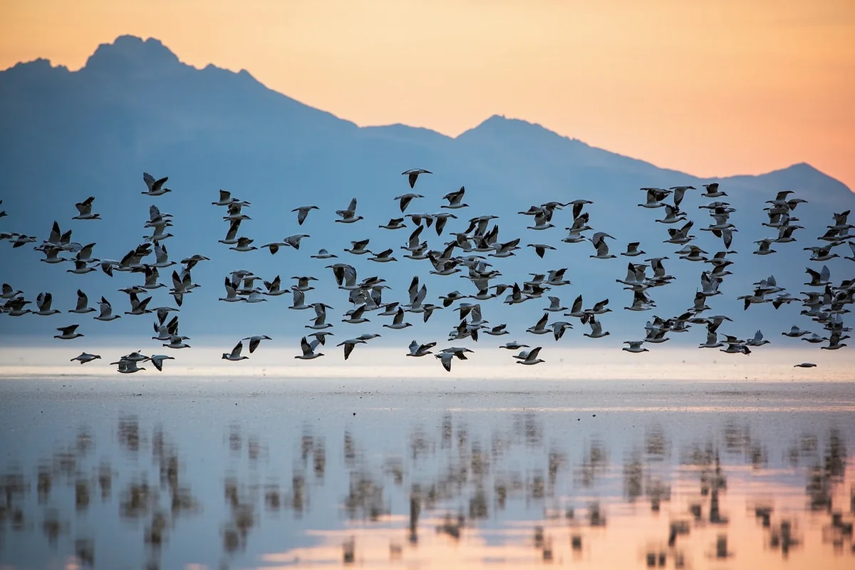 Massive flock of Snow Geese taking flight at Freezout Lake at sunrise with Rocky Mountain backdrop