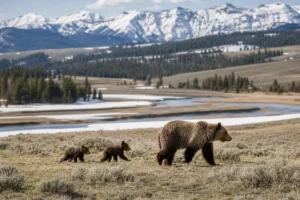 Read more about the article Montana in April: A Local’s Guide to Spring Awakening