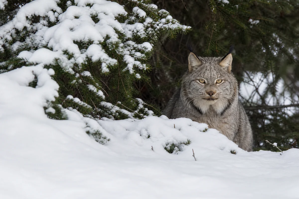 Read more about the article Montana Lynx: Your Complete Guide to Spotting Them