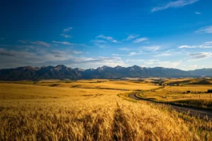 Read more about the article Montana State Colors: Blue and Gold Across Big Sky Country — A Traveler’s Complete Guide
