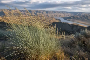 Read more about the article Montana State Grass: Discovering Bluebunch Wheatgrass Across Big Sky Country