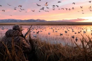 Read more about the article Montana Waterfowl Hunting: Complete Planning Guide 2026