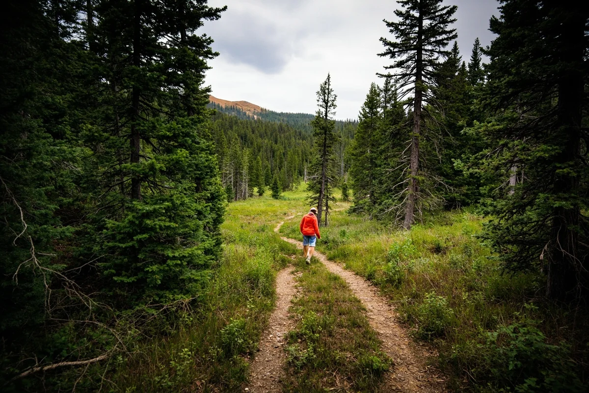 Montana wilderness trail through forest, representing backcountry areas where wildlife encounters occur
