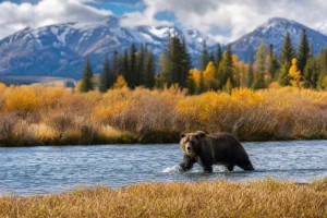 Read more about the article Montana Wildlife Refuges: A Complete Visitor’s Guide