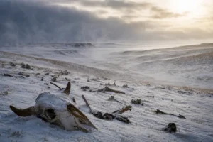 Read more about the article Montana Winter 1886: The Storm That Changed the West
