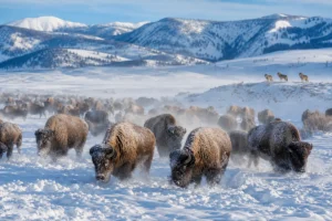 Read more about the article Montana Winter Animals: Your Complete Wildlife Guide