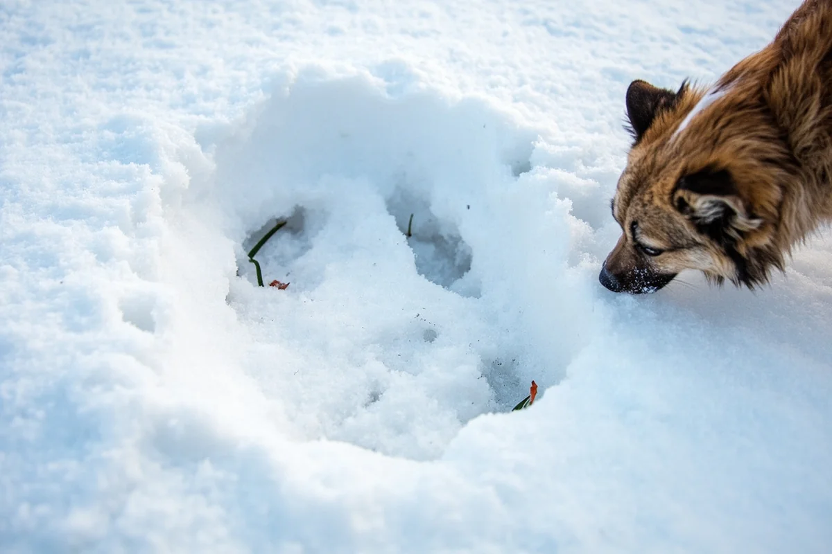 Mountain lion track in fresh Montana snow with hunting dog investigating