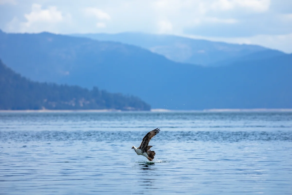 Osprey diving into Flathead Lake with mountains in background