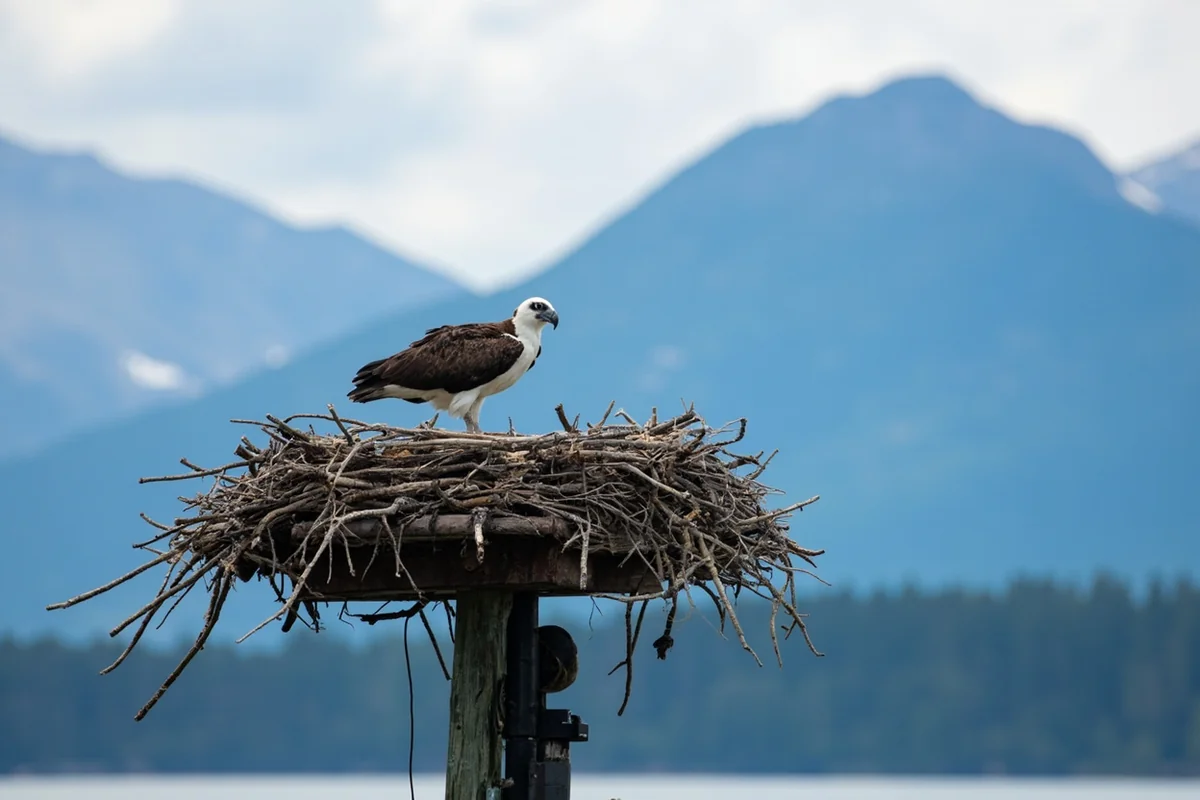 Osprey nest on platform with Glacier National Park mountains visible