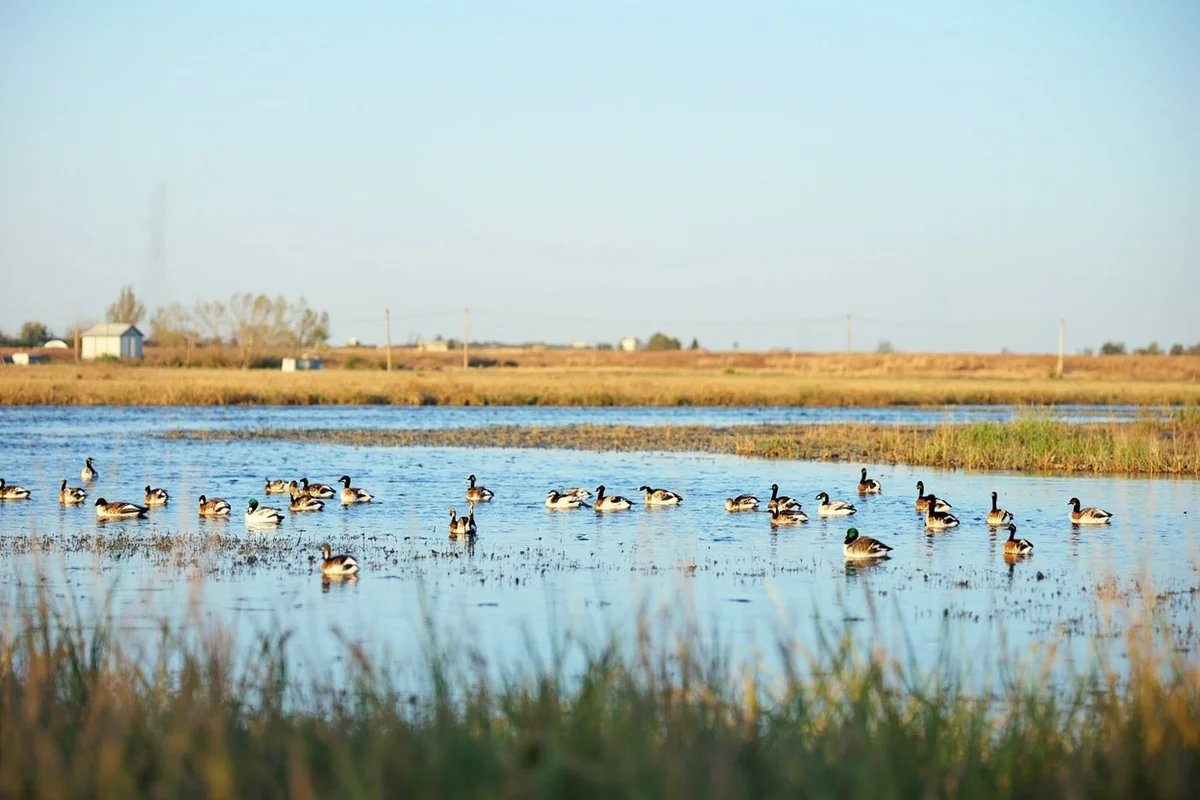 Panoramic view of Benton Lake wetlands with waterfowl on the water and prairie grasslands in the background