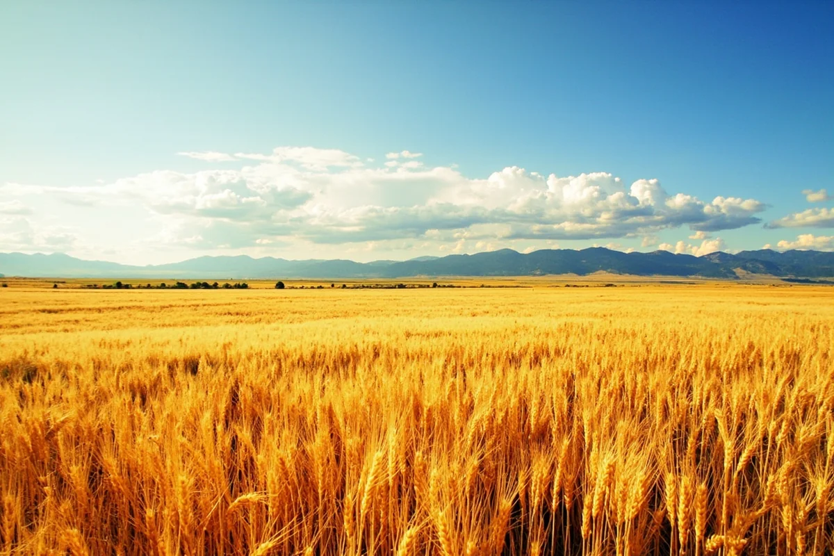 Panoramic view of golden wheat fields stretching toward the Rocky Mountain front near Conrad, Montana during late summer harvest