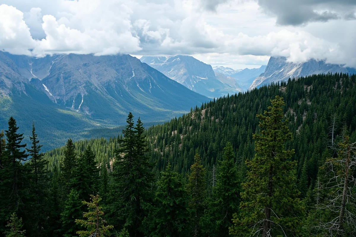 Panoramic view of mixed conifer forest in Glacier National Park showing multiple tree species on mountain slopes