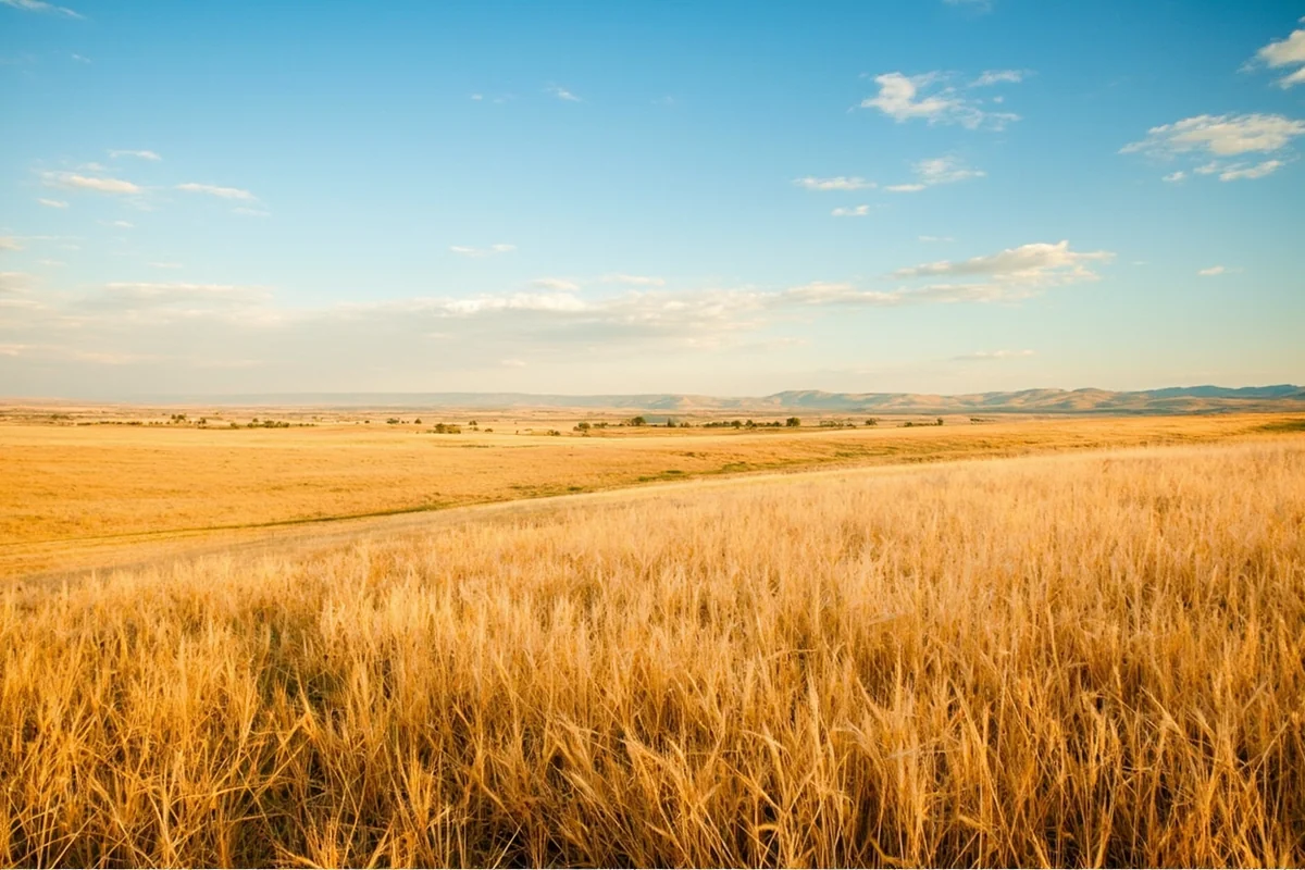 Panoramic view of Montana's eastern plains with golden wheat fields stretching to the horizon