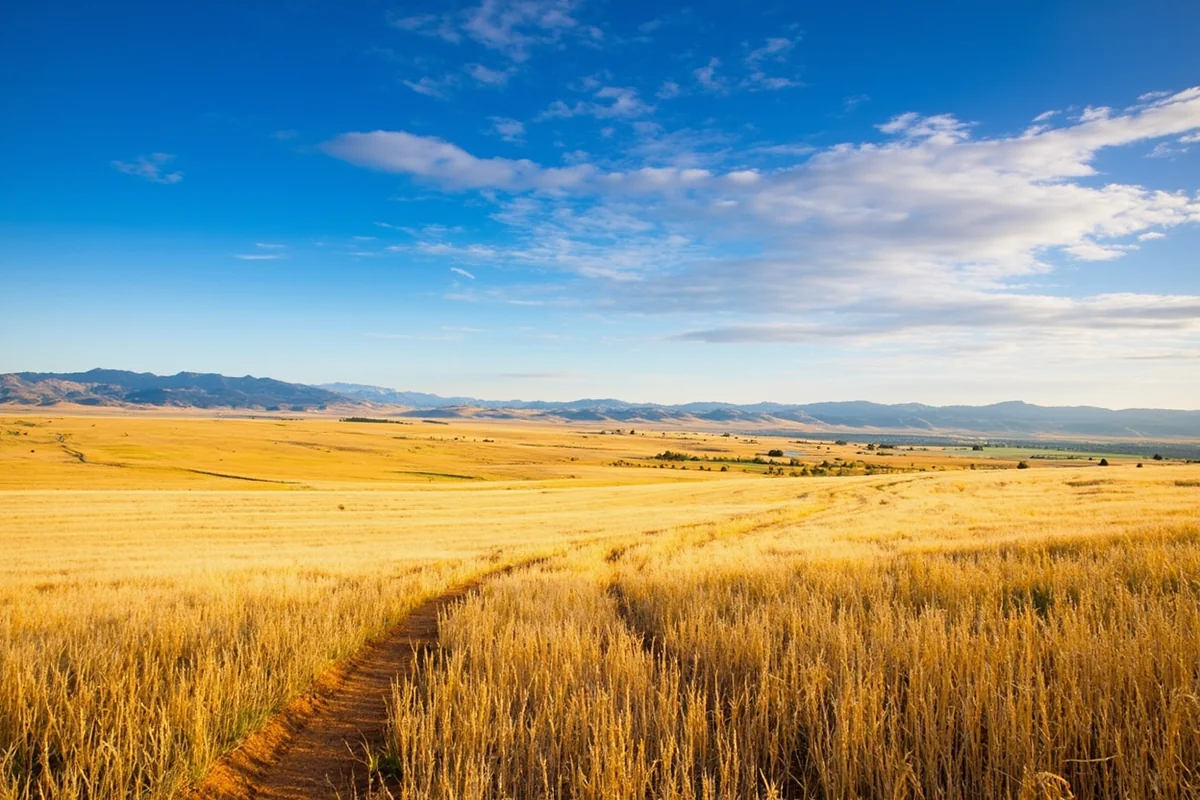Panoramic view of Montana's endless sky over golden wheat fields with distant mountain ranges