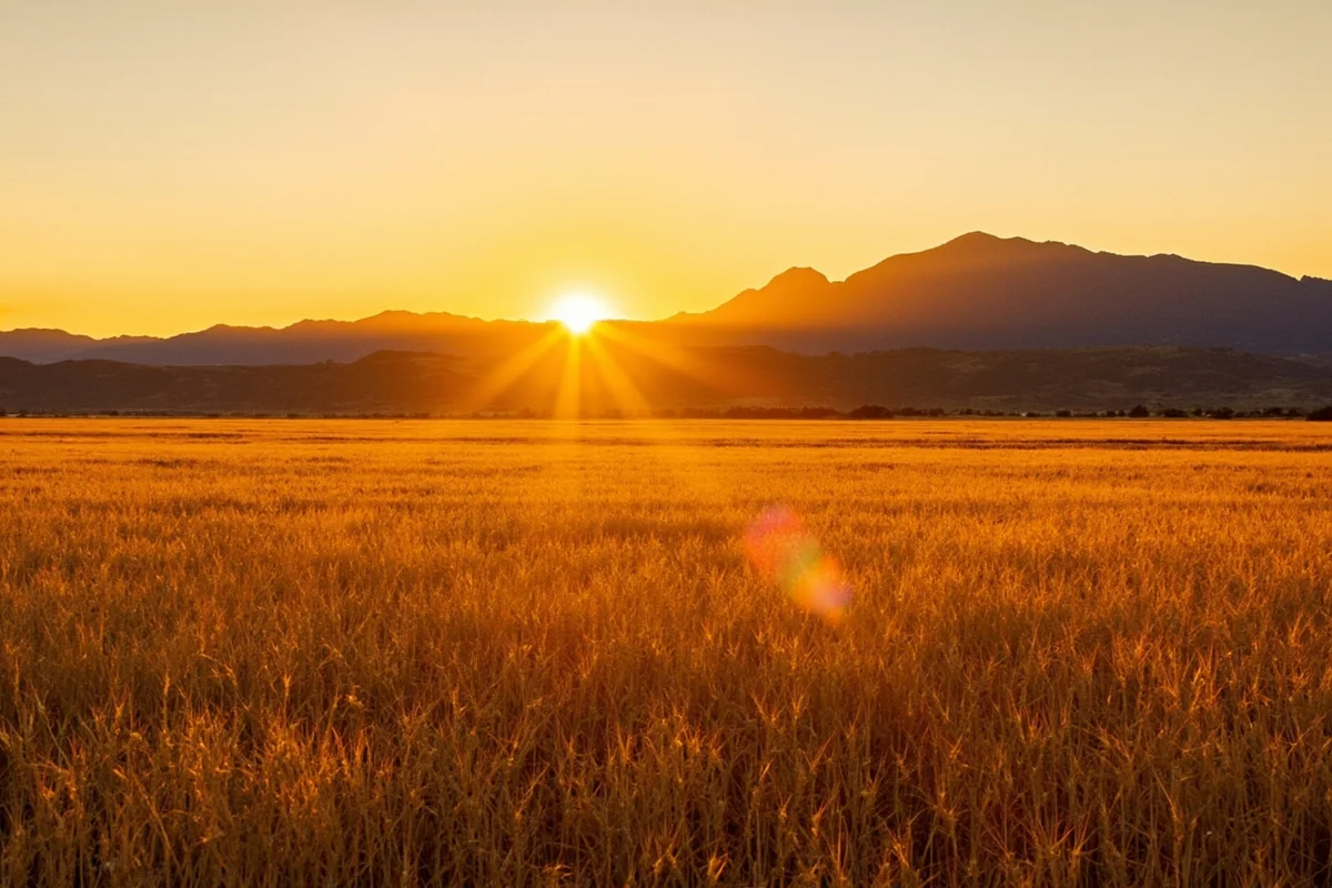 Panoramic view of Montana wheat fields at golden hour with mountains in the background