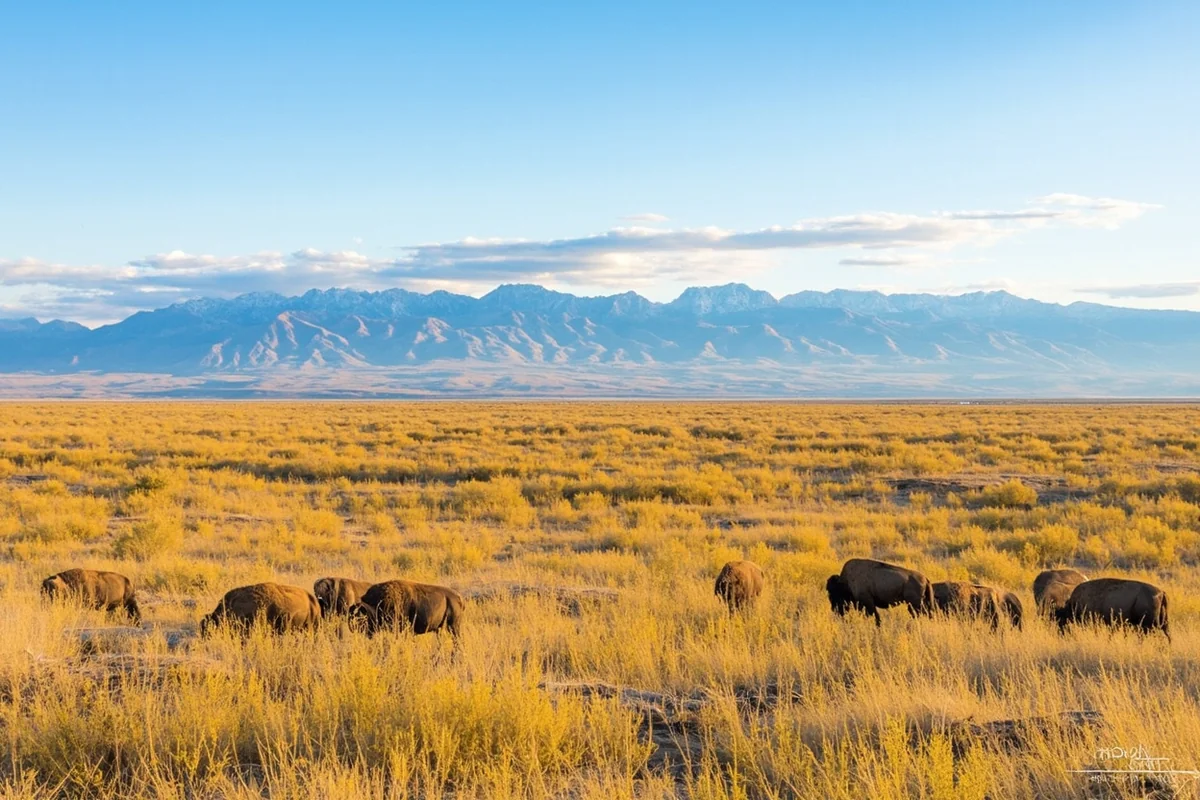Panoramic view of the National Bison Range with rolling grasslands and Mission Mountains in background