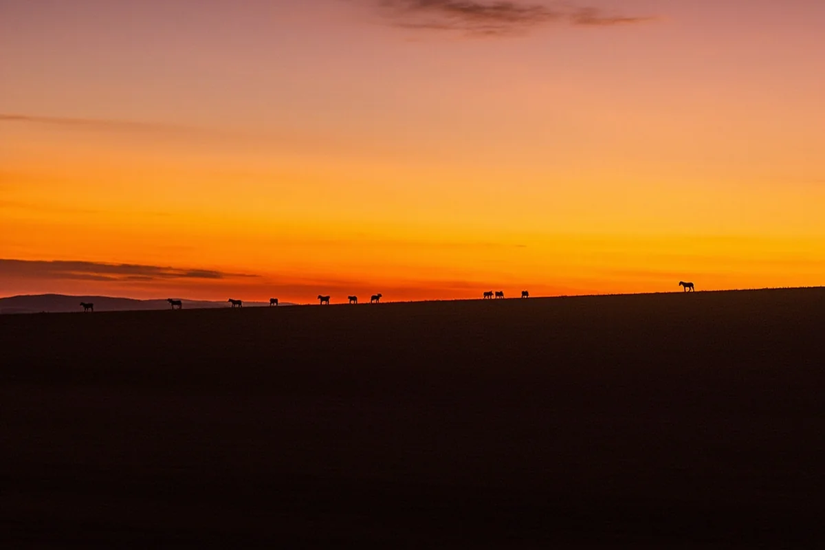 Panoramic view of the Pryor Mountain Wild Horse Range at sunset with distant horse silhouettes