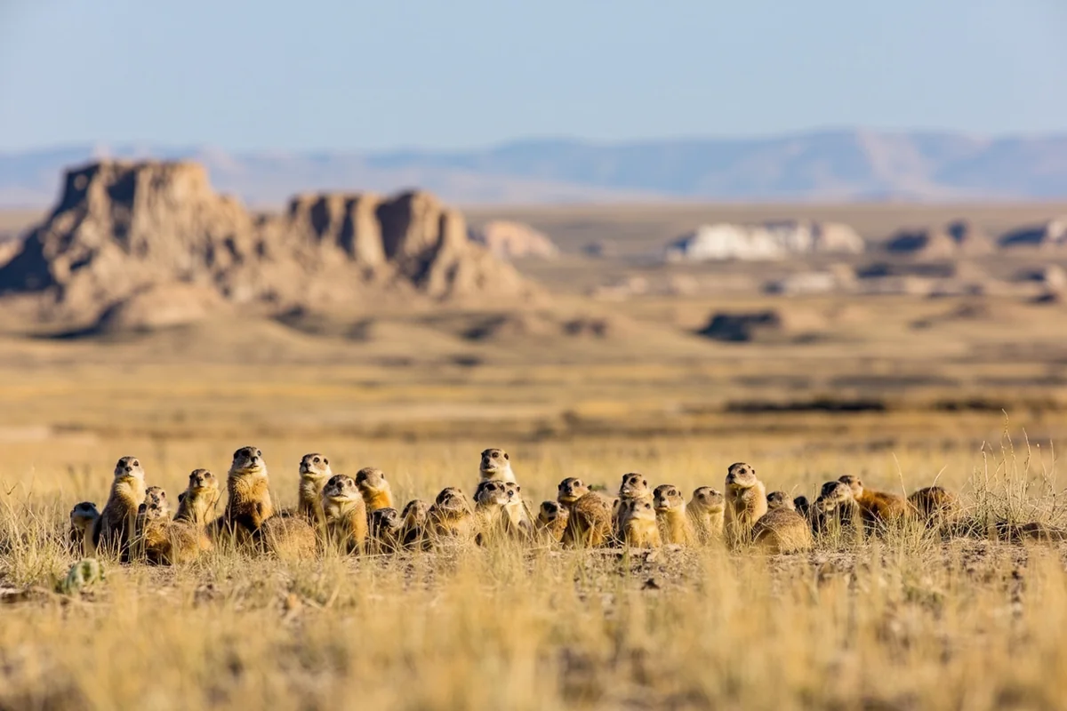 Prairie dog colony in Badlands National Park with badlands formations in background