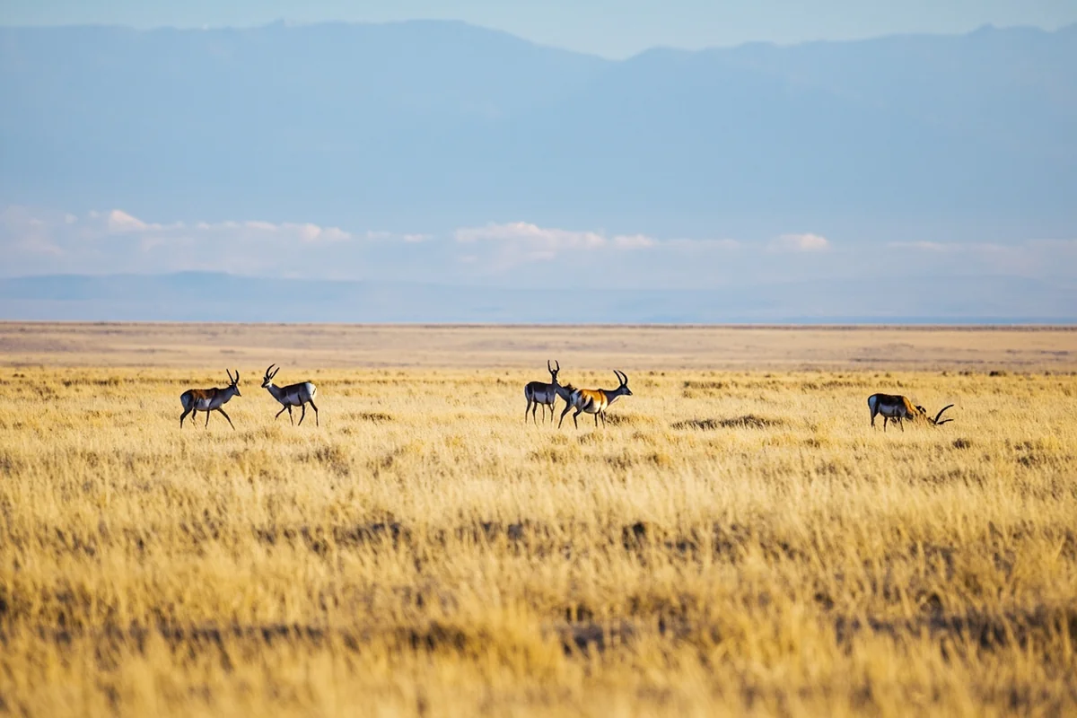 Pronghorn antelope herd grazing on eastern Montana prairie near Charles M. Russell National Wildlife Refuge