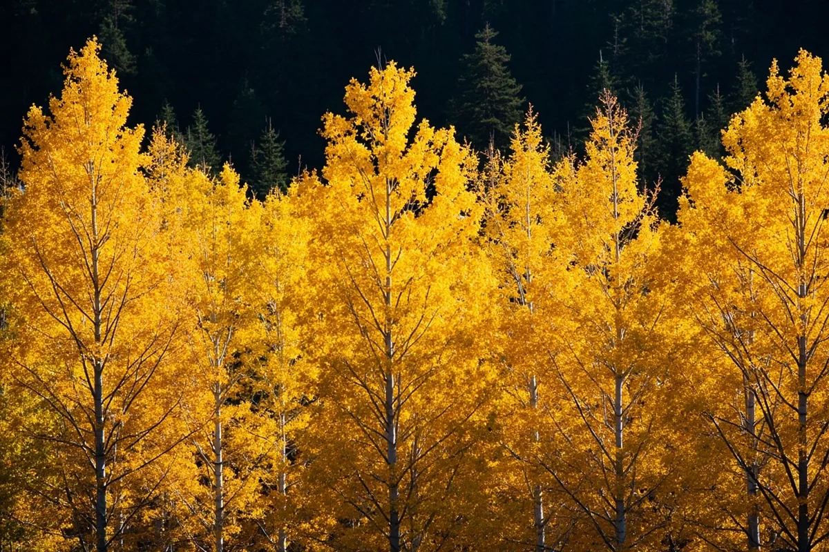 Quaking aspen grove in full fall color showing golden leaves against dark conifer background
