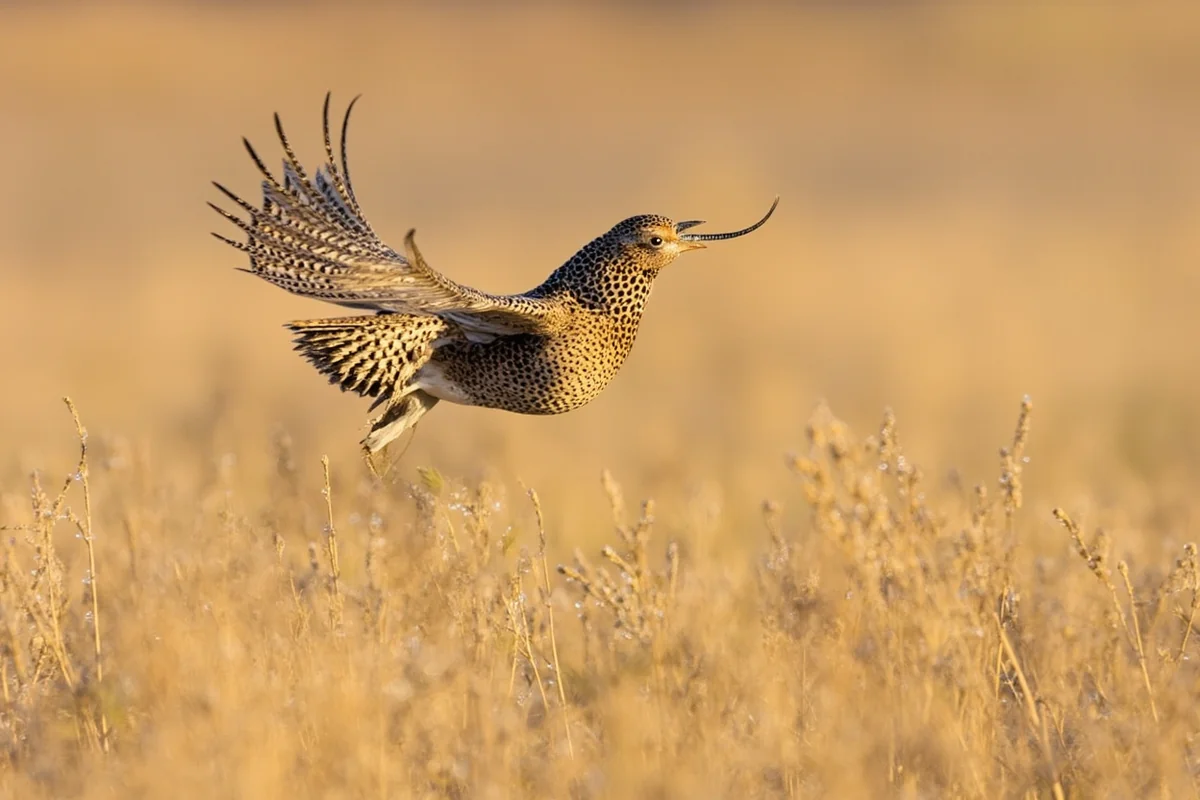 Sharp-tailed grouse in flight over native prairie grass with morning dew