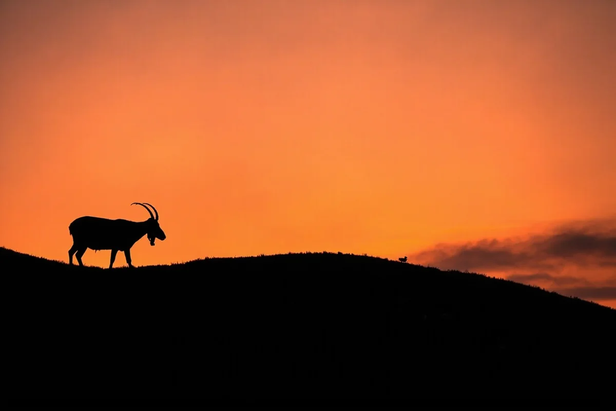 Silhouette of mountain goat against sunset sky on alpine ridge