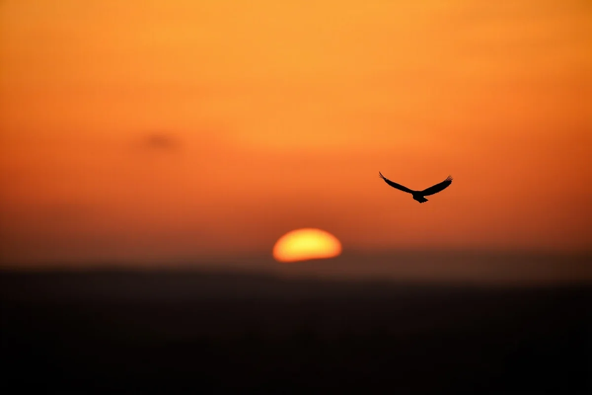 Silhouette of owl flying against Montana sunset