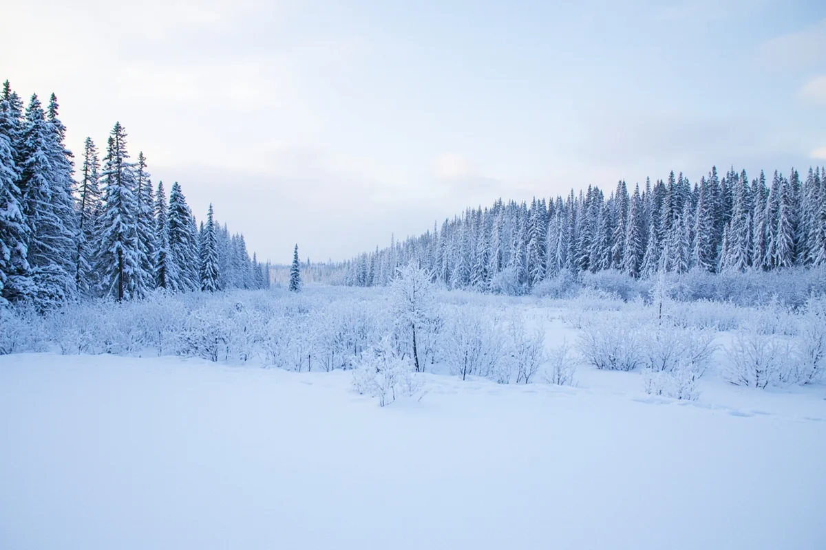 Snow-covered landscape in Yellowstone's Lamar Valley during winter, showing typical Montana winter conditions