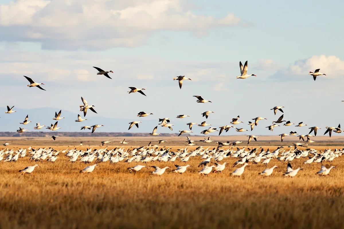 Snow geese migration over Montana prairie during fall staging