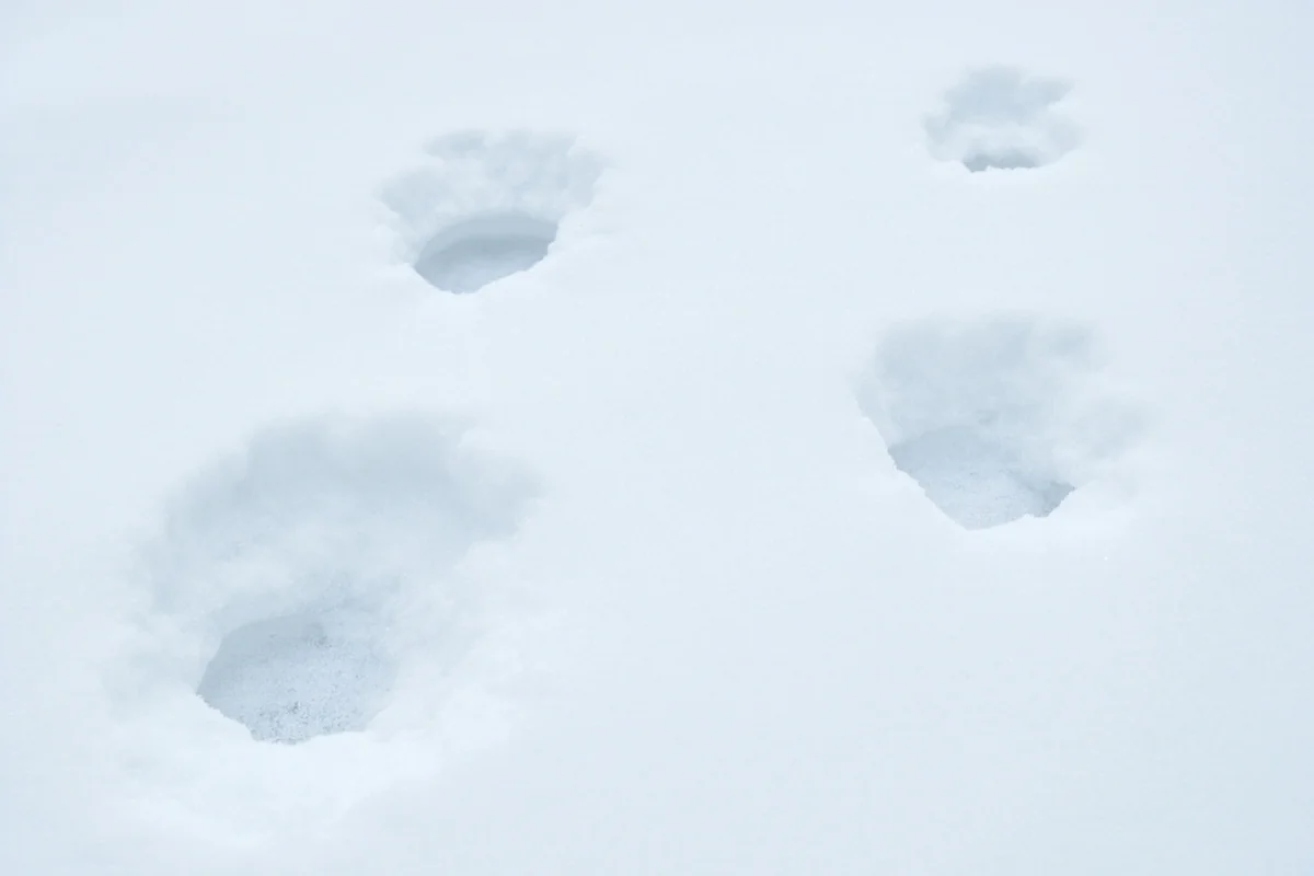 Snowshoe hare tracks in fresh Montana snow, typical lynx habitat