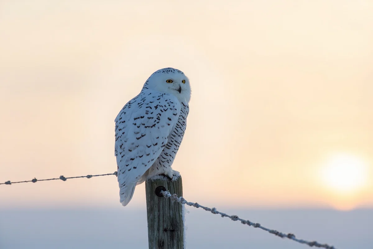 Snowy owl perched on a fence post against a stark white Montana winter landscape at sunrise
